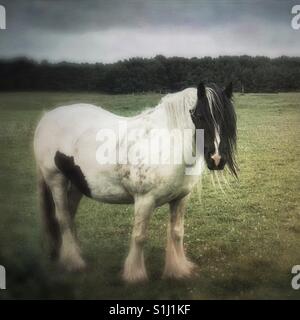 White horse standing in a field Stock Photo