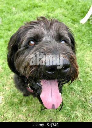 A panting black labradoodle dog. Stock Photo