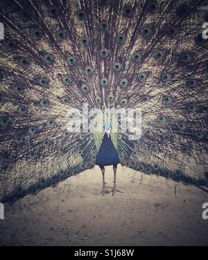 Peacock with open feathers Stock Photo