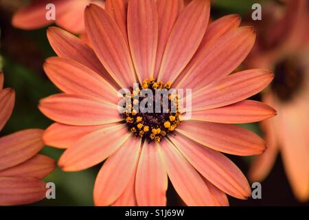 Macro details of orange colored Daisy flower Stock Photo
