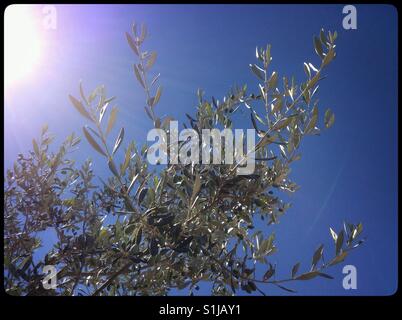 Little Farga olives developing on the tree on a summer's day, Catalonia, Spain. Stock Photo