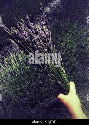 Hand holding bunch of freshly cut lavender stems  in the field Stock Photo