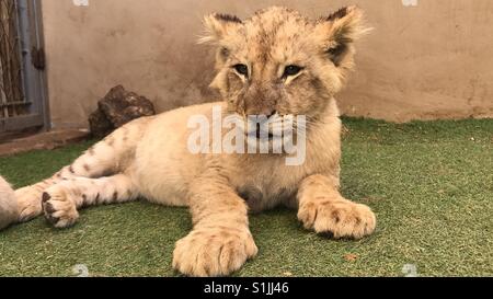 Lion Cub - Johannesburg - South Africa Stock Photo