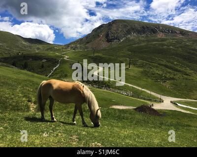 Horse eating grass in the mountains Stock Photo