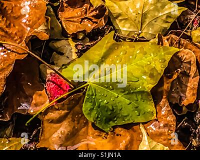 Green leaf with droplets of water surrounded by dying dry leaves Stock Photo