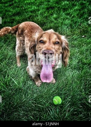 Cocker spaniel with his tongue out waiting for his ball to be thrown again Stock Photo