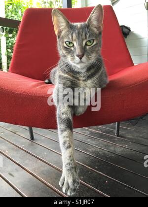 Cat on a red chair. Stock Photo