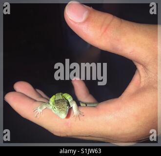 Boy holding a lizard in his hand Stock Photo