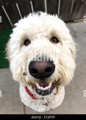 A happy white labradoodle dog looking the camera. Stock Photo