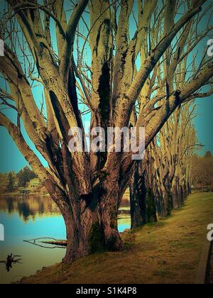 Trees at Seward Park in Seattle, Washington turn as Autumn sets in ...