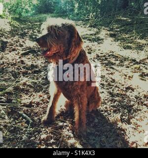 Brown Labradoodle dog Stock Photo