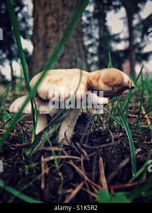 Wild mushrooms growing under the tree Stock Photo