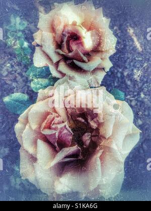 Peach colored Roses Stock Photo