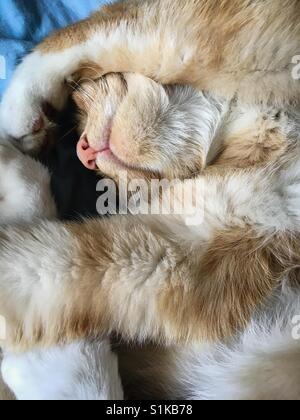 Sleeping ginger cat Stock Photo