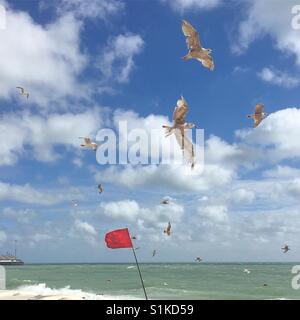 Seagulls in Brighton Stock Photo