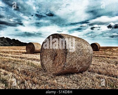 Round straw bales, Sutton Heath, Suffolk, UK. Stock Photo