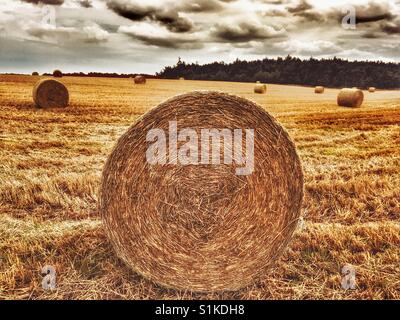 Round straw bales, Sutton Heath, Suffolk, England. Stock Photo