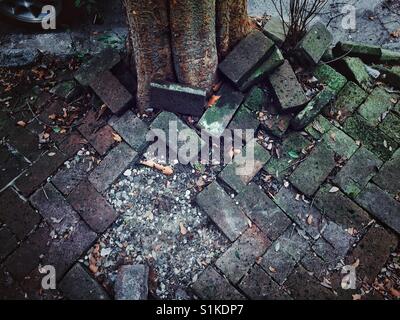Old brick sidewalk pulled apart by old tree in New Orleans Stock Photo