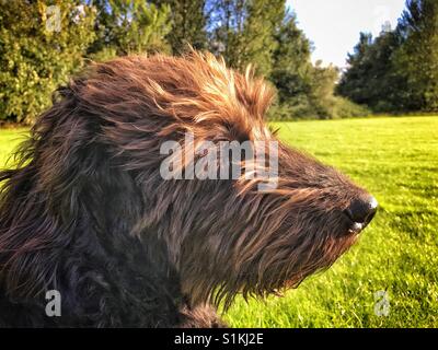 Black Labradoodle dog sits in a field at sunset with the wind blowing in its face Stock Photo