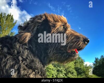 Low viewpoint of a black Labradoodle dog at sunset sitting in a field facing the wind Stock Photo