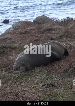 A sleeping fur seal in the colony that calls Cape Palliser, New Zealand home.