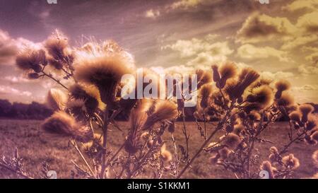 Thistle seed heads backlit against the sky. Stock Photo