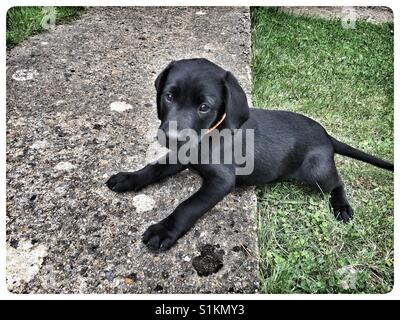 Eight week old Black Labrador puppy. Stock Photo