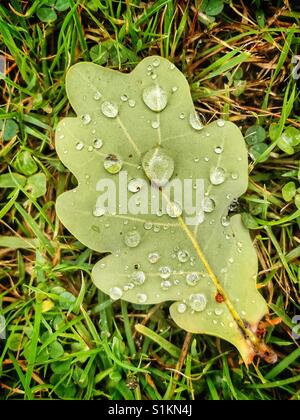 Fallen Oak leaf lying on the grass after a rainstorm Stock Photo