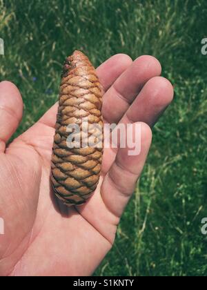 A pine cone in a man's hand Stock Photo