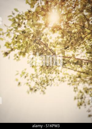 Abstract of tree leaves backlit by sun under a hazy sky. Stock Photo
