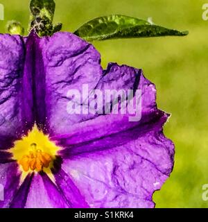 Little blue purple flower and little green leaf behind - kangaroo apple flower Stock Photo