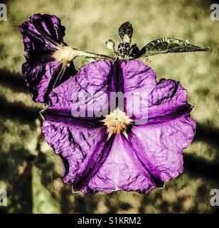 Little bluish purple flower looking like a dancer inside Stock Photo