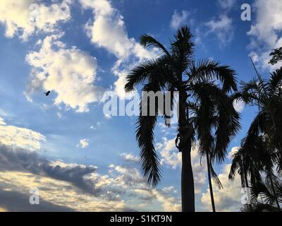 Silhouette of palm trees and flying bird against a cloudy sky. Darwin, Northern Territory, Australia. Stock Photo