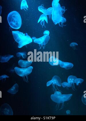 Jellyfish in aquarium Stock Photo