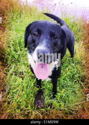 Josey waits for the throw- black and white lab plays fetch in the lake Stock Photo