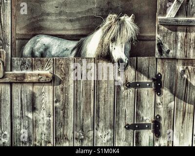 Falabella miniature horse in his stable Stock Photo