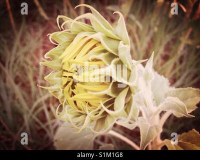 Burgeoning sunflower bud Stock Photo