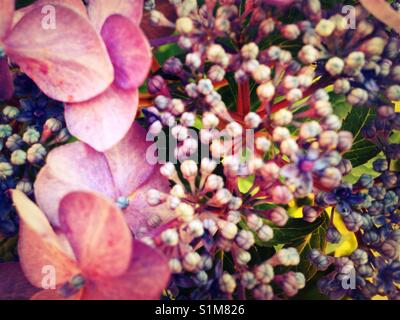 Bright hydrangeas Stock Photo