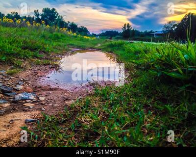 Water puddle with reflection in muddied dirt drive between blossoming sunflower and buckwheat fields at sunset Stock Photo