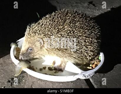 Slug eating cat food hi res stock photography and images Alamy