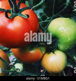 A close up shot of ripe and unripe garden tomatoes on the vine Stock Photo