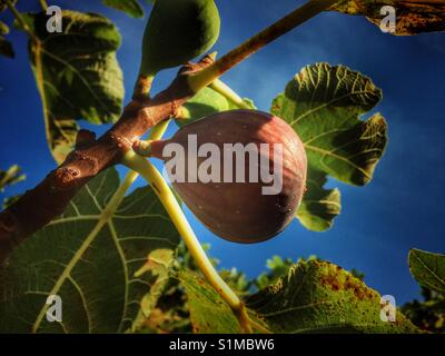 Figs on tree against blue sky Stock Photo