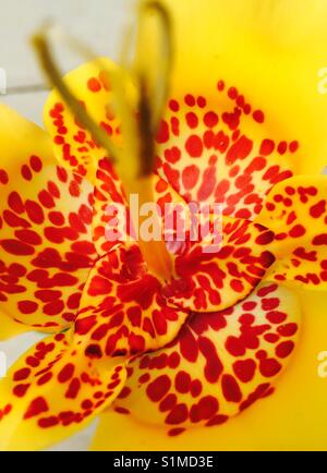 Mexican Shell Flower Stock Photo