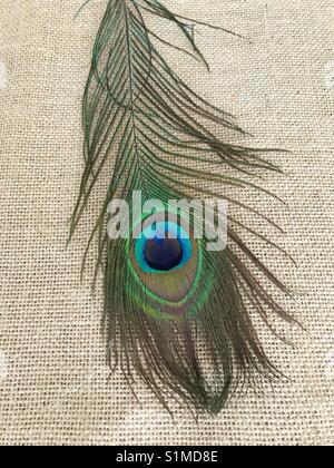 Beautiful peacock feather on plain hessian background Stock Photo