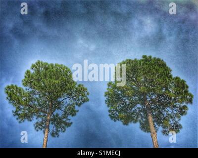Two tall pine trees against blue cloudy sky Stock Photo