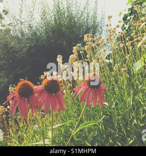 Three Echinacea flowers on a sunny summer day.  Square crop. Stock Photo