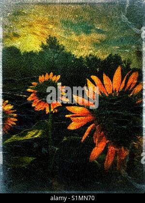 Sunflowers using grunge film Stock Photo