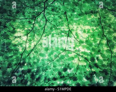 Abstract impressionistic image of backlit green maple leaves. Stock Photo