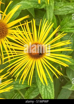 Beautiful large flower of Inula hookeri daisy with hover fly gathering pollen Stock Photo