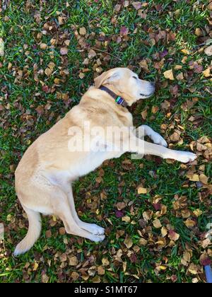 Labrador retriever dog of lying on grass with Autumn leaves Stock Photo